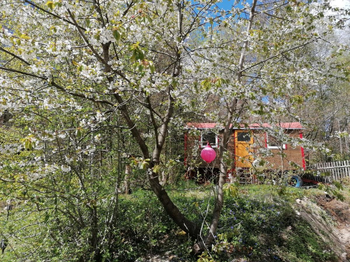 Villa Viriditas Elbingerode  Exteriör bild